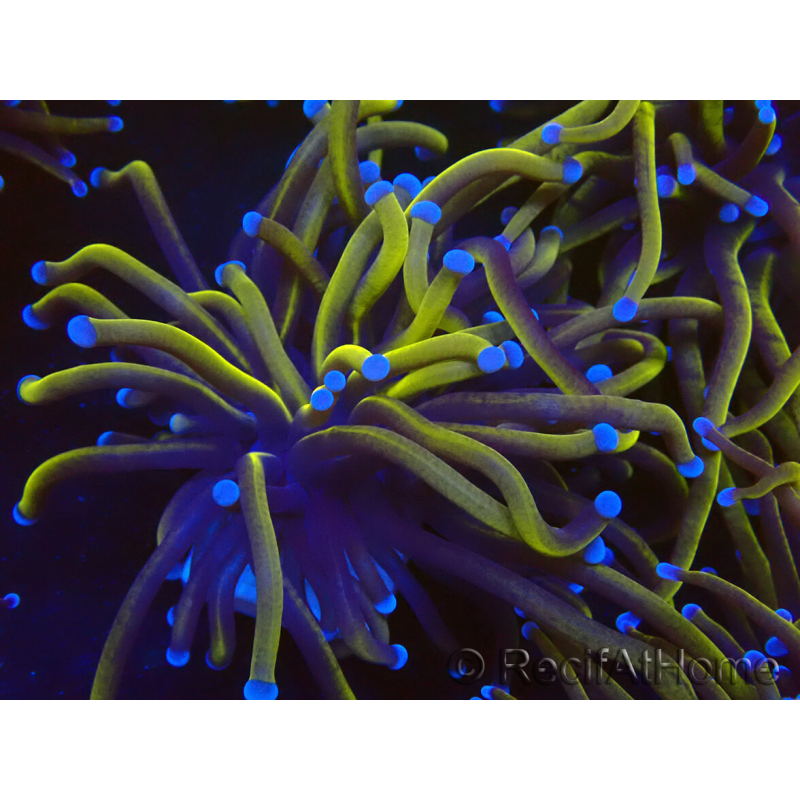 WYSIWYG Euphyllia glabrescens (Maricultura aclimatada bajo LED) 8B7