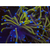 WYSIWYG Euphyllia glabrescens (Mariculture acclimaté sous LED) 8B7