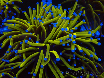 WYSIWYG Euphyllia glabrescens (Maricoltura acclimatata sotto LED) 8B7
