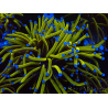 WYSIWYG Euphyllia glabrescens (Marikultur akklimatisiert unter LED) 8B7