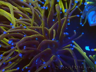 WYSIWYG Euphyllia glabrescens (Mariculture acclimaté sous LED) 8E7