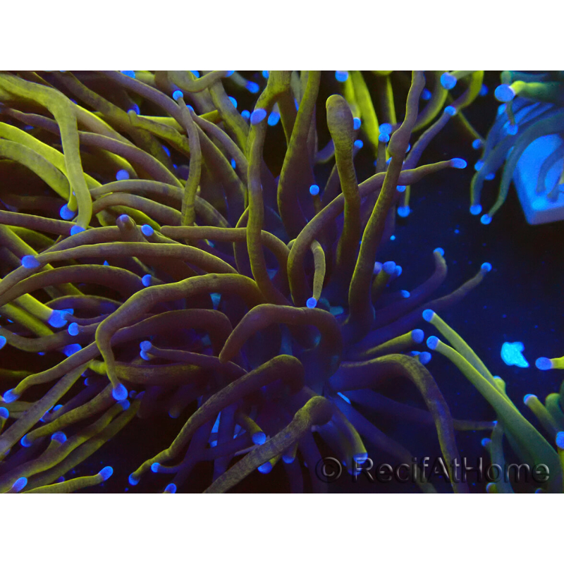 WYSIWYG Euphyllia glabrescens (Maricoltura acclimatata sotto LED) 8E7