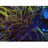 WYSIWYG Euphyllia glabrescens (Mariculture acclimaté sous LED) 8E7