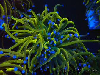 WYSIWYG Euphyllia glabrescens (Marikultur unter LED akklimatisiert) 8E7