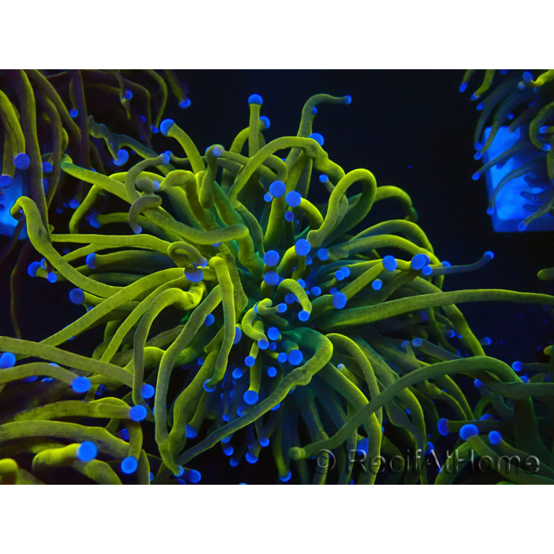 WYSIWYG Euphyllia glabrescens (Mariculture acclimaté sous LED) 8P4