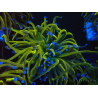 WYSIWYG Euphyllia glabrescens (Mariculture acclimaté sous LED) 8P4
