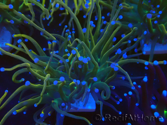 WYSIWYG Euphyllia glabrescens (Marikultur akklimatisiert unter LED)