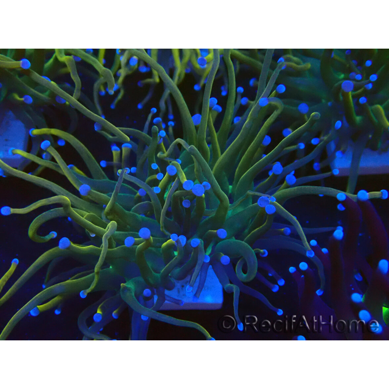 WYSIWYG Euphyllia glabrescens (Maricultura aclimatada bajo LED)