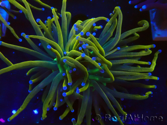 WYSIWYG Euphyllia glabrescens (Mariculture acclimaté sous LED) 8Q6