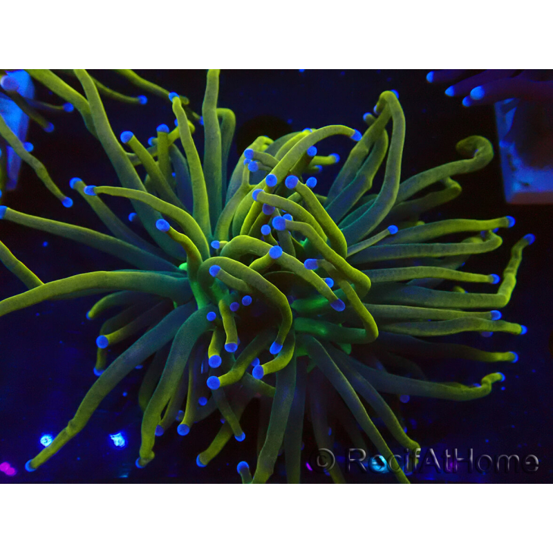 WYSIWYG Euphyllia glabrescens (Mariculture acclimaté sous LED) 8Q6