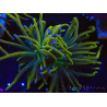 WYSIWYG Euphyllia glabrescens (Mariculture acclimaté sous LED) 8Q6