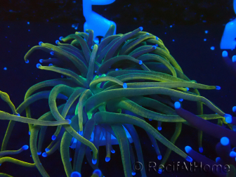 WYSIWYG Euphyllia glabrescens (Mariculture acclimated under LED) 8J7
