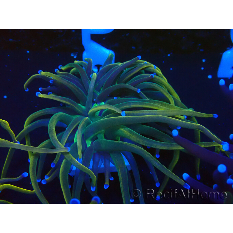 WYSIWYG Euphyllia glabrescens (Mariculture acclimaté sous LED) 8R1