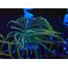WYSIWYG Euphyllia glabrescens (Mariculture acclimaté sous LED) 8R1