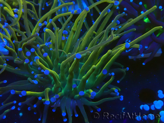 WYSIWYG Euphyllia glabrescens (Mariculture acclimaté sous LED) 8R2