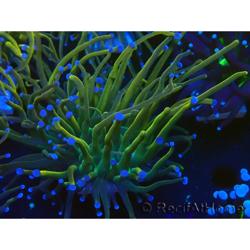 WYSIWYG Euphyllia glabrescens (Mariculture acclimaté sous LED) 8R2
