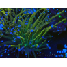 WYSIWYG Euphyllia glabrescens (Maricoltura acclimatata sotto LED)