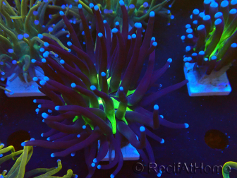 WYSIWYG Euphyllia glabrescens (Mariculture acclimaté sous LED) 8K7