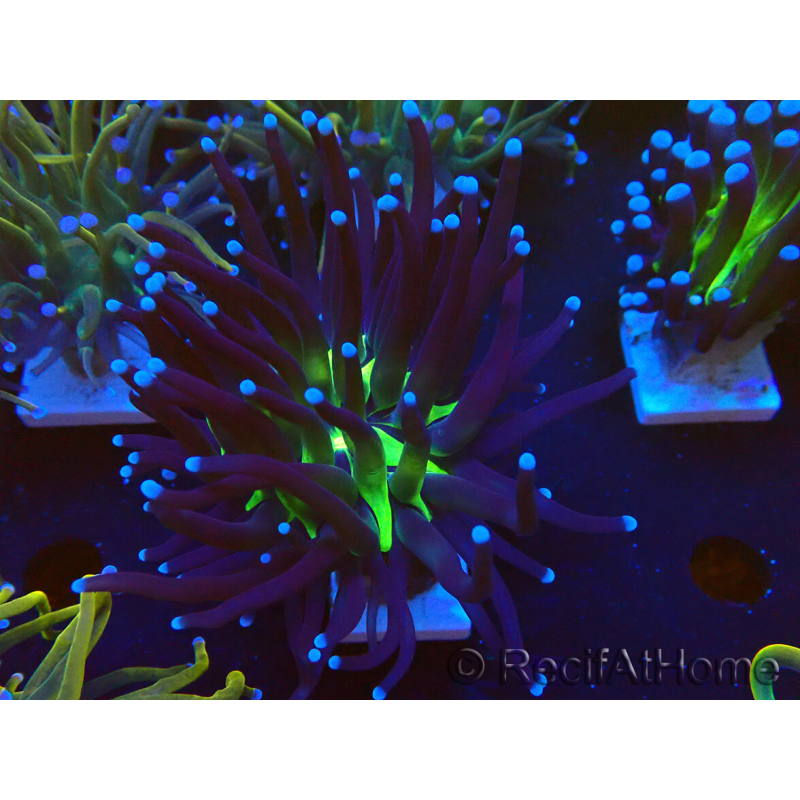 WYSIWYG Euphyllia glabrescens (Marikultur, akklimatisiert unter LED) 8K7