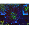 WYSIWYG Euphyllia glabrescens (Maricultura aclimatada bajo LED) 8K7