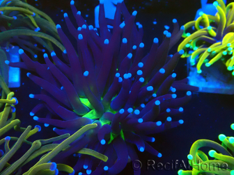 WYSIWYG Euphyllia glabrescens (Maricultura aclimatada bajo LED)