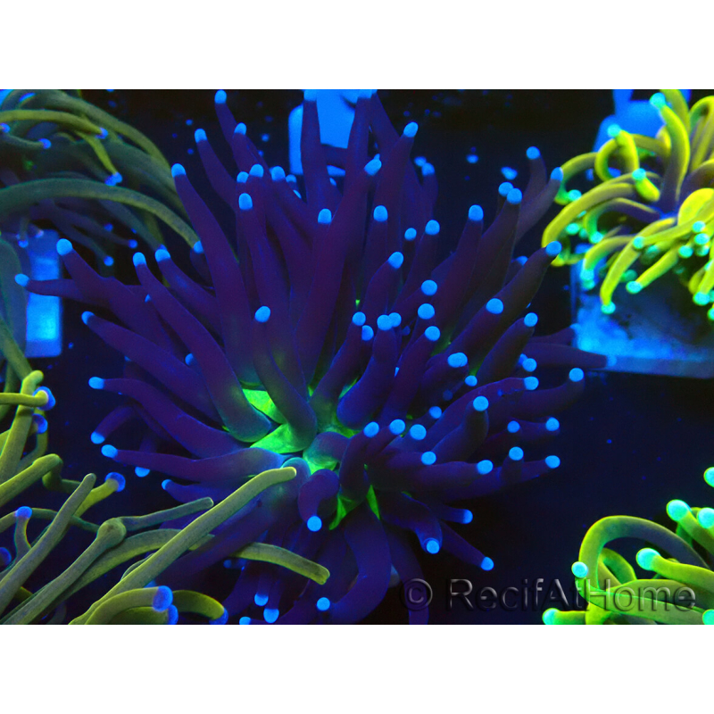 WYSIWYG Euphyllia glabrescens (Maricultura aclimatada bajo LED)