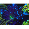 WYSIWYG Euphyllia glabrescens (Maricultura aclimatada bajo LED)