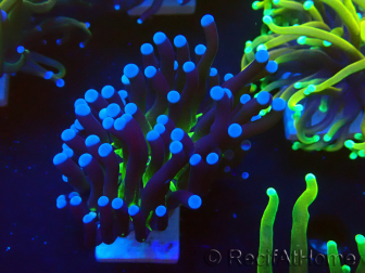 WYSIWYG Euphyllia glabrescens (Maricoltura acclimatata sotto LED) 8L7