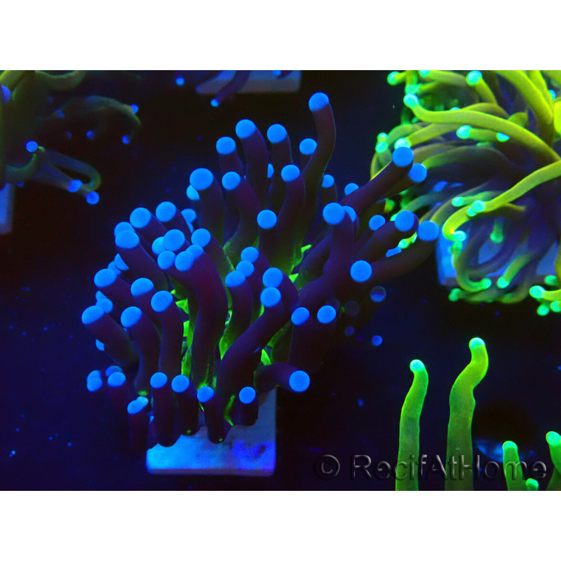 WYSIWYG Euphyllia glabrescens (Marikultur, akklimatisiert unter LED) 8L7