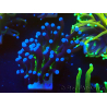 WYSIWYG Euphyllia glabrescens (Mariculture acclimated under LED) 8L7