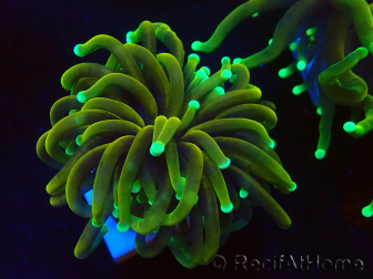 WYSIWYG Euphyllia glabrescens (Mariculture acclimated under LED)