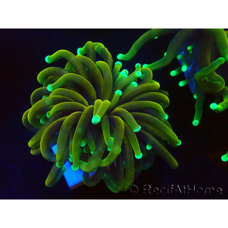 WYSIWYG Euphyllia glabrescens (Mariculture acclimated under LED)