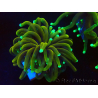 WYSIWYG Euphyllia glabrescens (Mariculture acclimated under LED)