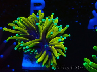 WYSIWYG Euphyllia glabrescens (Mariculture acclimated under LED)