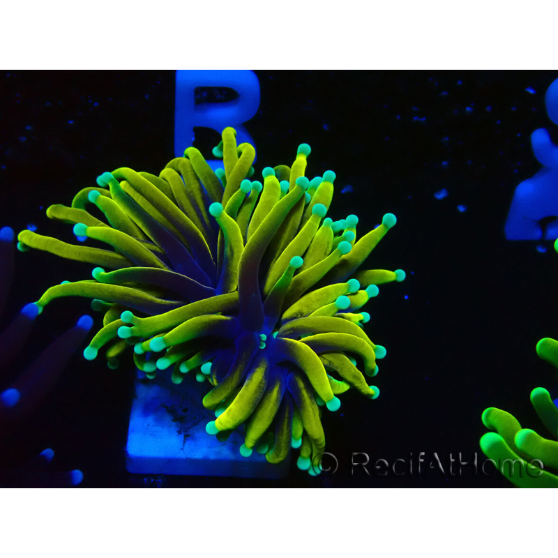 WYSIWYG Euphyllia glabrescens (Mariculture acclimated under LED)