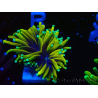 WYSIWYG Euphyllia glabrescens (Maricoltura acclimatata sotto LED)