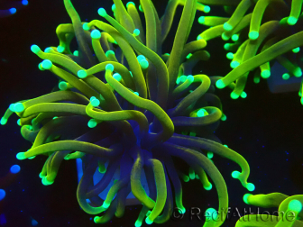 WYSIWYG Euphyllia glabrescens (Mariculture acclimaté sous LED) 8S2