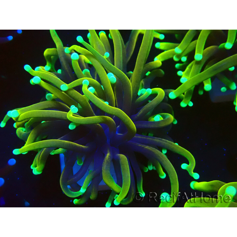 WYSIWYG Euphyllia glabrescens (Mariculture acclimaté sous LED) 8S2