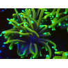 WYSIWYG Euphyllia glabrescens (Mariculture acclimaté sous LED) 8S2