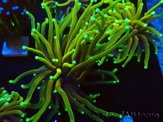 WYSIWYG Euphyllia glabrescens (Mariculture acclimaté sous LED) 8S3