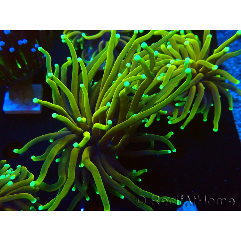 WYSIWYG Euphyllia glabrescens (Mariculture acclimaté sous LED) 8S3