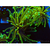 WYSIWYG Euphyllia glabrescens (Mariculture acclimaté sous LED) 8S3