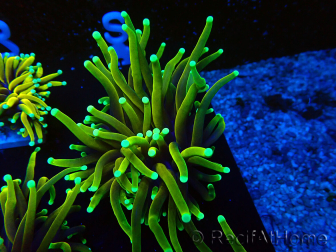 WYSIWYG Euphyllia glabrescens (Mariculture acclimaté sous LED) 8S4