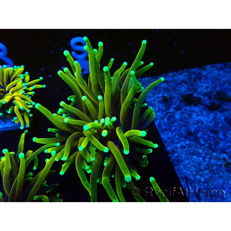 WYSIWYG Euphyllia glabrescens (Mariculture acclimaté sous LED) 8S4
