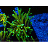 WYSIWYG Euphyllia glabrescens (Mariculture acclimaté sous LED) 8S4