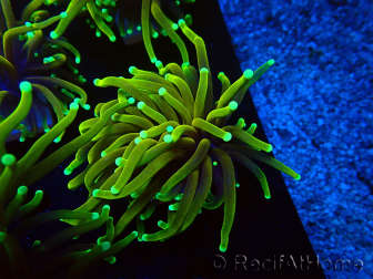 WYSIWYG Euphyllia glabrescens (Maricoltura acclimatata sotto LED)