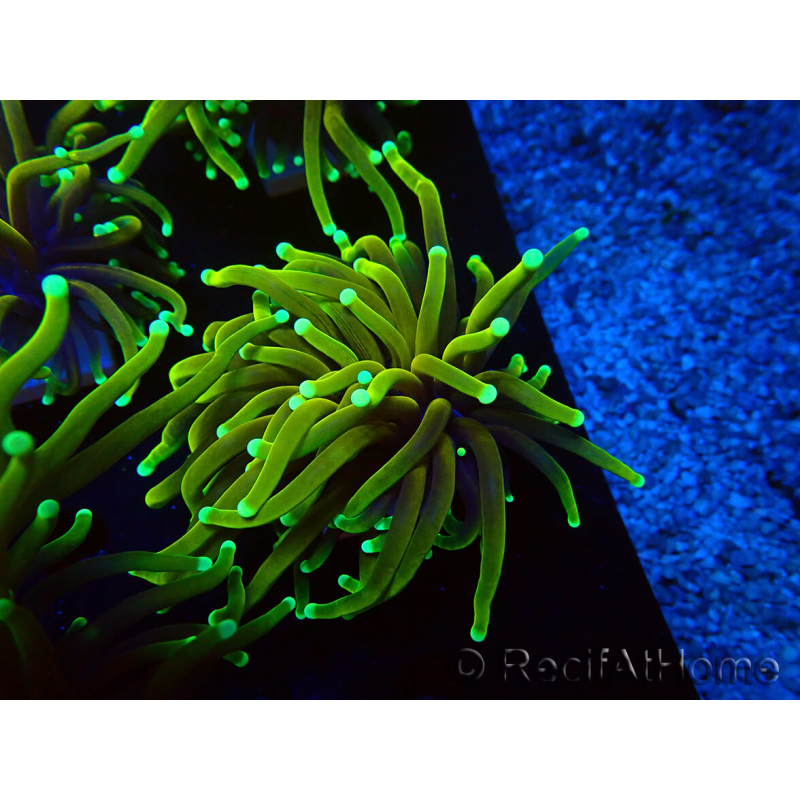 WYSIWYG Euphyllia glabrescens (Mariculture acclimaté sous LED)