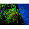 WYSIWYG Euphyllia glabrescens (Mariculture acclimated under LED)