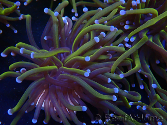 WYSIWYG Euphyllia glabrescens (Mariculture acclimated under LED) 8B7