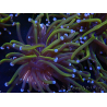WYSIWYG Euphyllia glabrescens (Mariculture acclimated under LED) 8B7